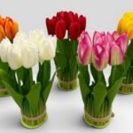 LALE 7 KAFA   KOLİ İÇİ 24 ADET         AYM-3203